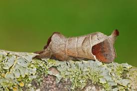 Attēlu rezultāti vaicājumam “Clostera curtula”