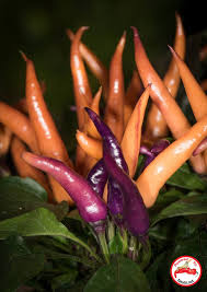 Afbeeldingsresultaat voor chili maya hot pepper hot pepper