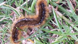 Attēlu rezultāti vaicājumam “Malacosoma castrensis larva”
