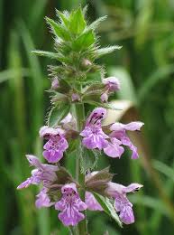 Attēlu rezultāti vaicājumam “Stachys palustris flower”