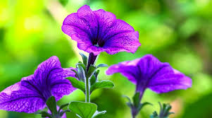 Image result for Petunia