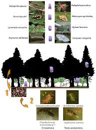 Attēlu rezultāti vaicājumam “Colostygia pectinataria male”