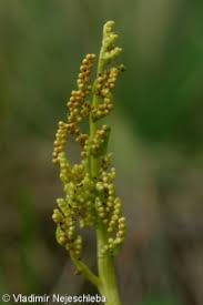 Attēlu rezultāti vaicājumam “Botrychium multifidum”