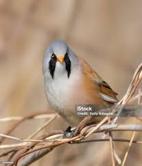 Attēlu rezultāti vaicājumam “Panurus biarmicus male”