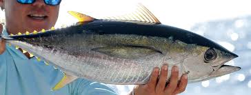 Image result for Thunnus albacares