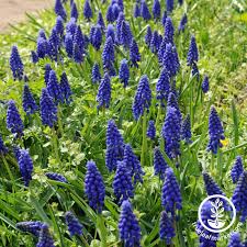 Attēlu rezultāti vaicājumam “Muscari armeniacum”