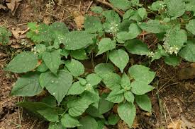 Attēlu rezultāti vaicājumam “Circaea lutetiana”