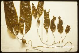 Attēlu rezultāti vaicājumam “Leskea polycarpa sporophyte”