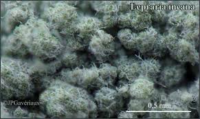 Attēlu rezultāti vaicājumam “Lepraria incana”