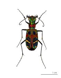 Attēlu rezultāti vaicājumam “Cicindela maritima”