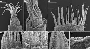 Attēlu rezultāti vaicājumam “Dicranella crispa”
