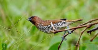 Attēlu rezultāti vaicājumam “Scapania lingulata”