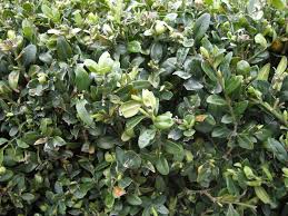 Attēlu rezultāti vaicājumam “Buxus sempervirens”