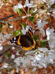 Attēlu rezultāti vaicājumam “Vanessa atalanta upperside”