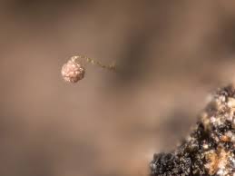 Attēlu rezultāti vaicājumam “Comatricha ellae spores”