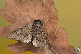 Attēlu rezultāti vaicājumam “Biston strataria”