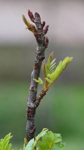 Attēlu rezultāti vaicājumam “Sorbus aucuparia bud”