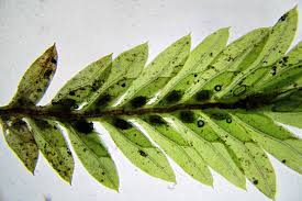 Attēlu rezultāti vaicājumam “Fissidens bryoides sporophyte”