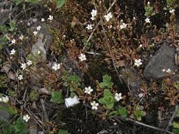 Attēlu rezultāti vaicājumam “Saxifraga tridactylites flower”