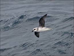 Image result for Pterodroma feae