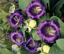 Image result for Glockenrebe