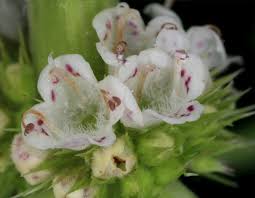 Attēlu rezultāti vaicājumam “Lycopus europaeus flower”