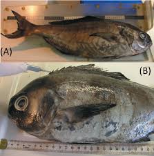 Image result for Schedophilus ovalis