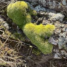 Attēlu rezultāti vaicājumam “Grimmia pulvinata sporophyte”