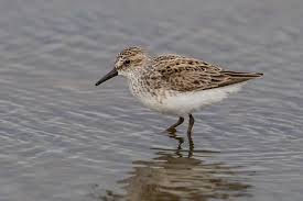 Image result for Calidris pusilla