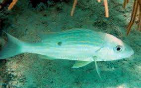 Image result for Lutjanus synagris