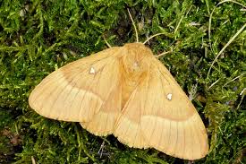 Attēlu rezultāti vaicājumam “Lasiocampa quercus”