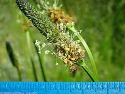 Attēlu rezultāti vaicājumam “Plantago lanceolata fruit”