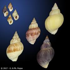 Image result for Buccinum undatum