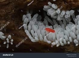 Attēlu rezultāti vaicājumam “Ceratiomyxa porioides”