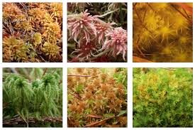 Attēlu rezultāti vaicājumam “Sphagnum quinquefarium”