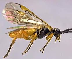 Attēlu rezultāti vaicājumam “Nematus ribesii larva”