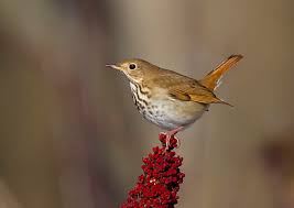 Image result for Catharus guttatus