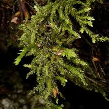 Attēlu rezultāti vaicājumam “Thamnobryum subserratum”