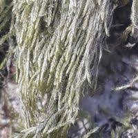 Attēlu rezultāti vaicājumam “Hypnum cupressiforme var. filiforme”