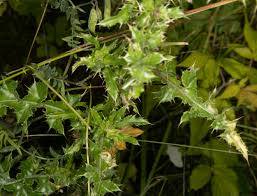 Attēlu rezultāti vaicājumam “Cirsium arvense leaf”