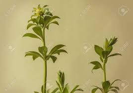 Attēlu rezultāti vaicājumam “Lilium martagon leaf”