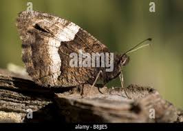 Attēlu rezultāti vaicājumam “Hipparchia alcyone underside”