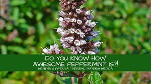 Image result for Menta x piperita