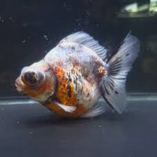 Image result for 出目金