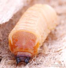 Attēlu rezultāti vaicājumam “Saperda carcharias”