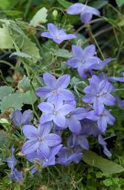 Image result for Campanula isophylla