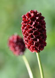 Attēlu rezultāti vaicājumam “Sanguisorba officinalis bud”