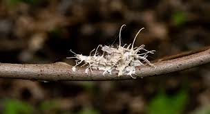 Attēlu rezultāti vaicājumam “Akanthomyces aculeatus”