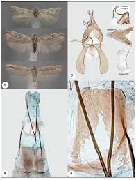 Attēlu rezultāti vaicājumam “Scythrididae”