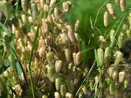 Attēlu rezultāti vaicājumam “Briza media bud”